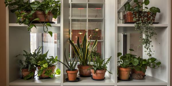 MVON8520 A grey shelf by the window to the entrance to the Scratch Hub. Plant pots are strewn on top with overhanging green leaves.